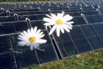 San Francisco based Cleantech to build worlds largest solar power plant in California.
