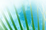 How will LEED help green Dubai?