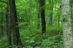US hardwood lumber, veneer and flooring exports to the MENA region topped USD 55.1 million in 2008.