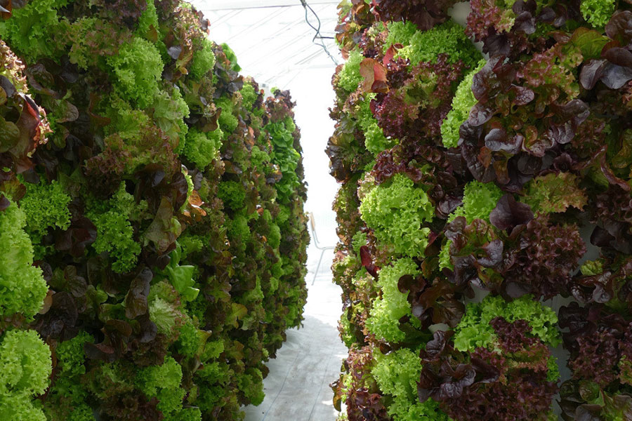 Farnek With Rooftop Vertical Garden at New Staff Accommodation Centre